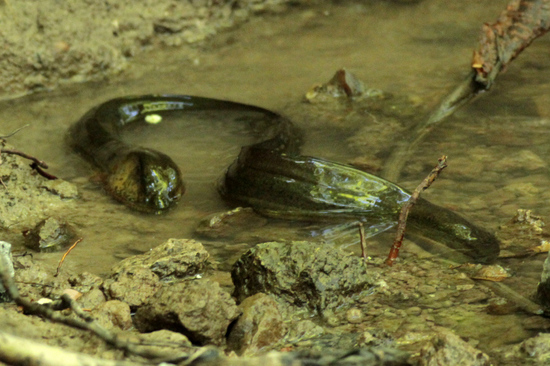 Anguila criolla