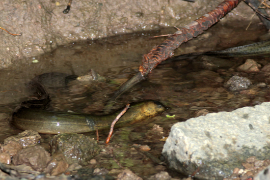 Anguila criolla