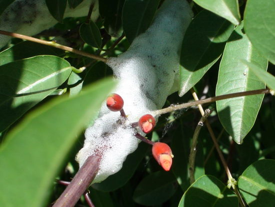 Chicharrita de la espuma