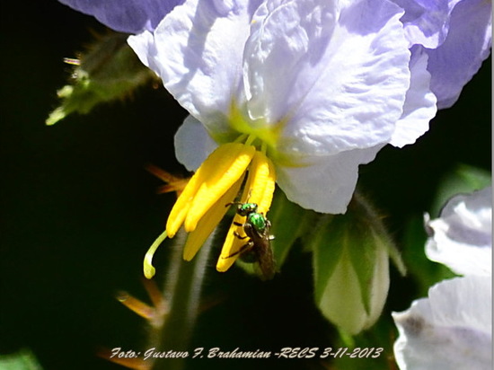 Sweat Bee