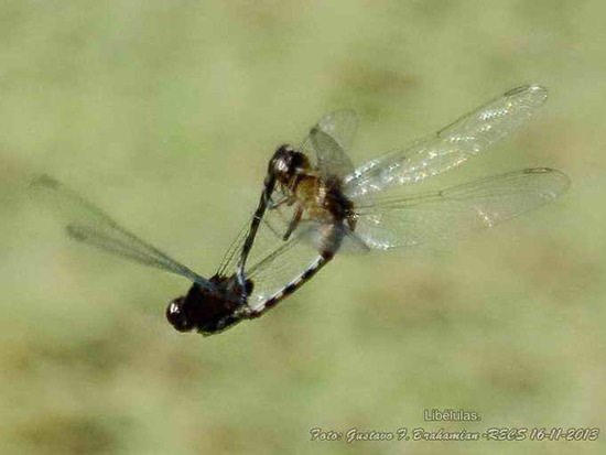 Libélula