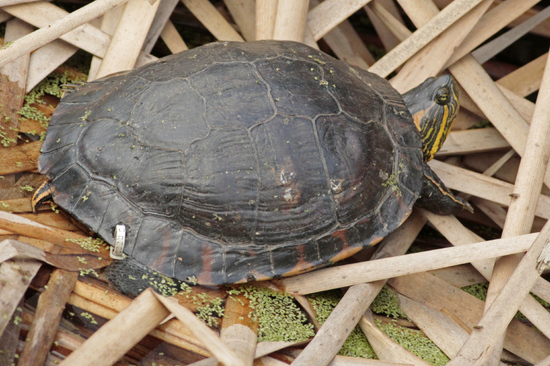 Tortuga pintada