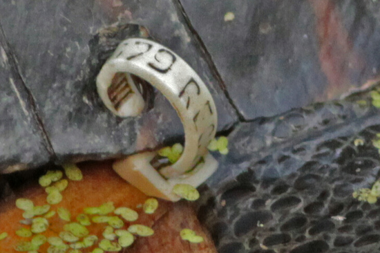 Tortuga pintada
