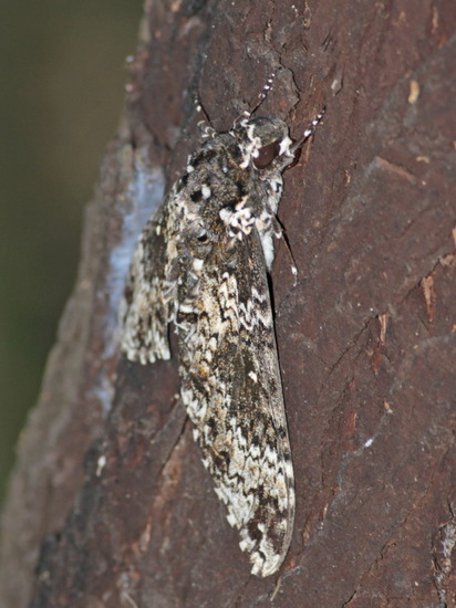 Rustic sphinx