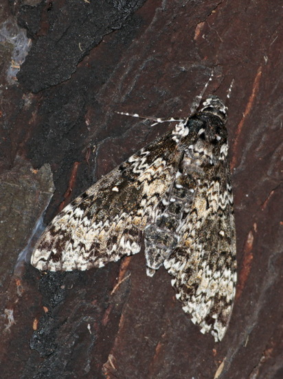 Rustic sphinx