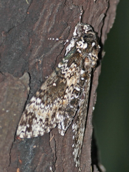 Rustic sphinx