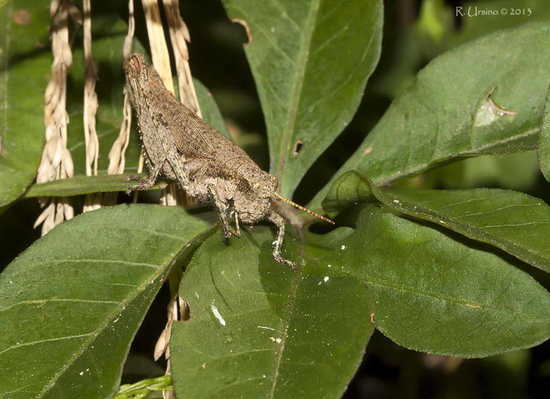 Tucura