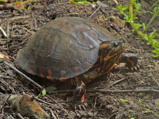 Tortuga pintada