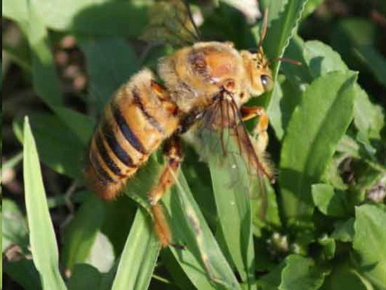 Abeja carpintera
