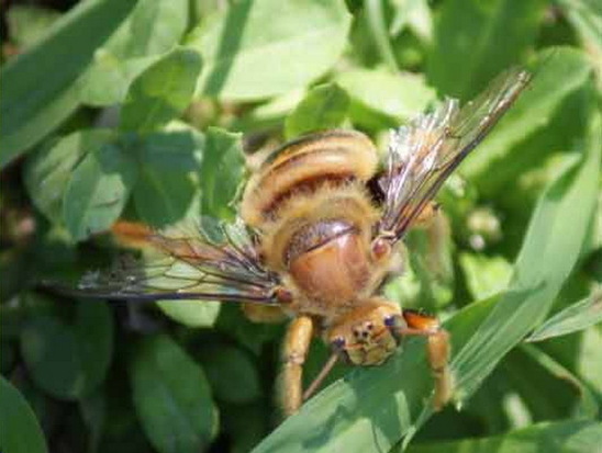 Abeja carpintera