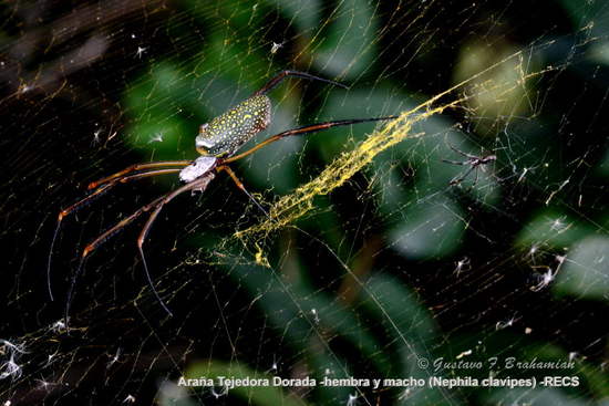 Araña de seda de oro