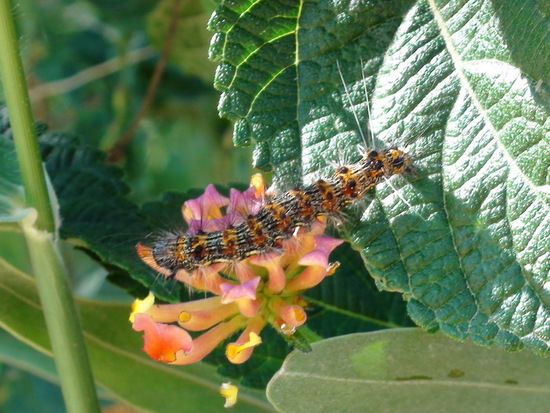 Tiger moth