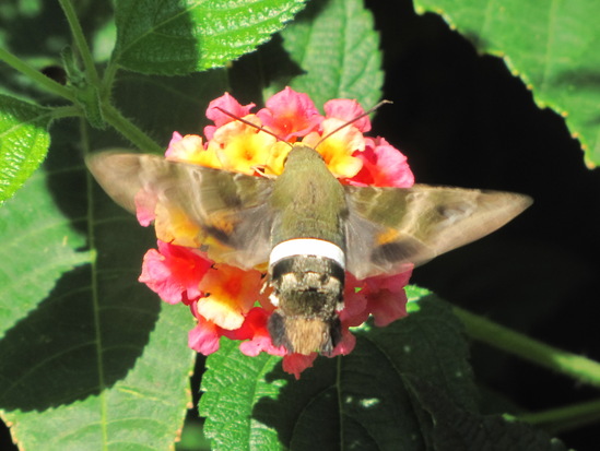 Polilla titán