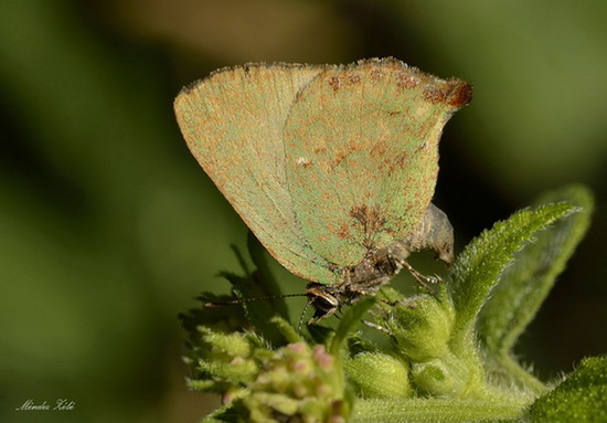 Frotadora esmeralda coluda