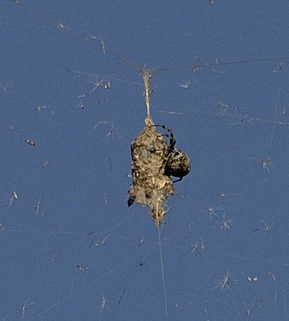 Araña tejedora