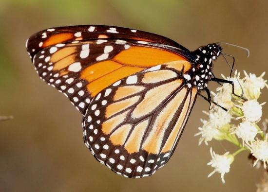 Southern Monarch