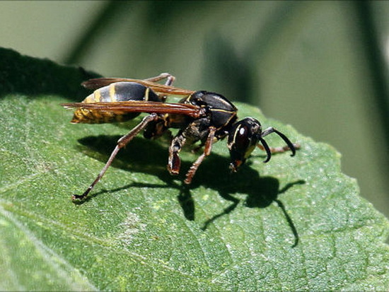 Avispa papelera