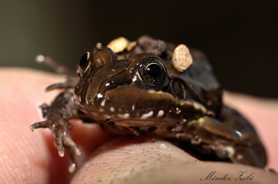 Rana criolla