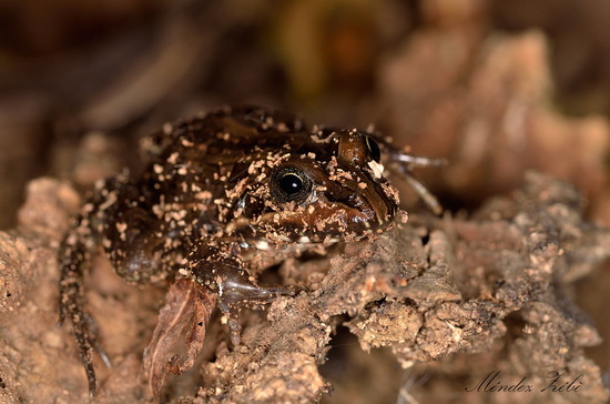 Rana criolla
