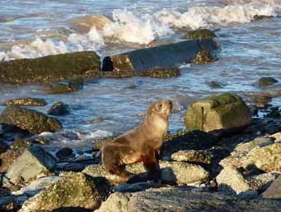 South American fur seal