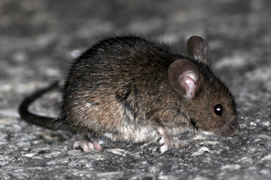 House mouse