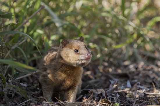 Lutrine opossum