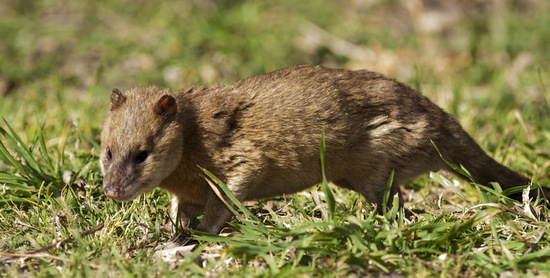 Lutrine opossum