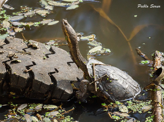 Snake-necked turtle
