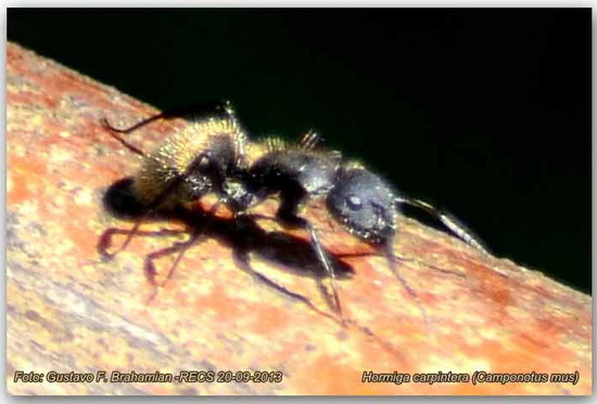 Hormiga carpintera