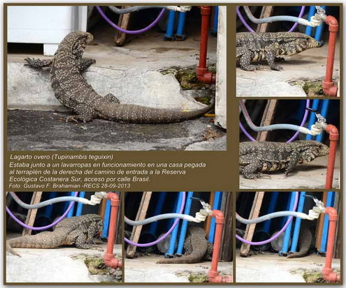 Lagarto overo
