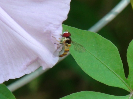 Mosca de las flores