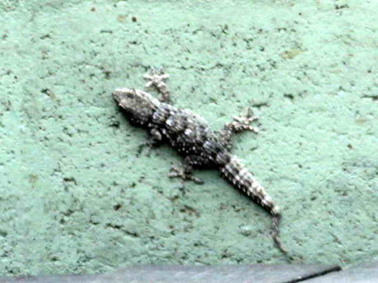 Gecko