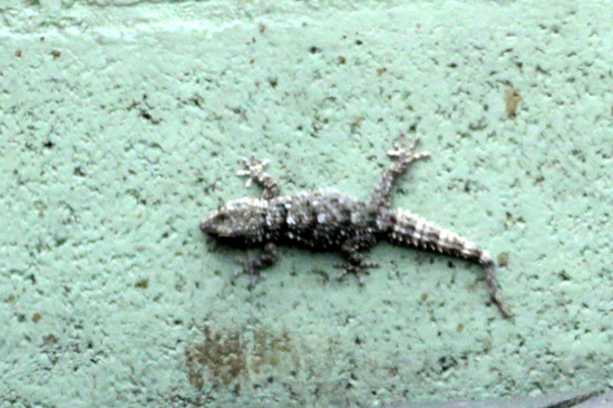 Gecko