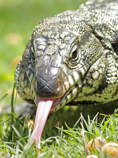 Lagarto overo