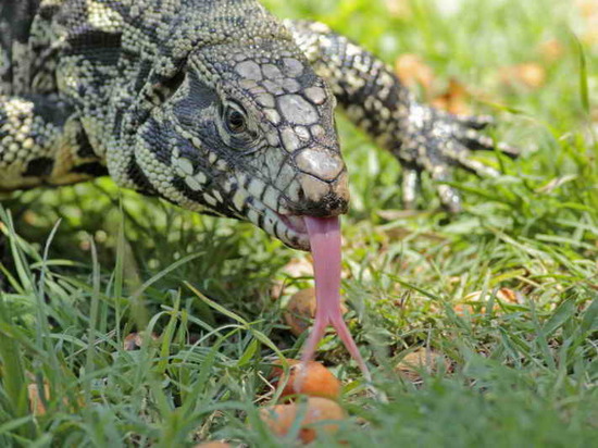 Lagarto overo