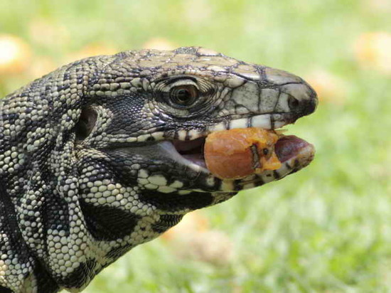 Lagarto overo