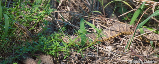 Urutu pit viper