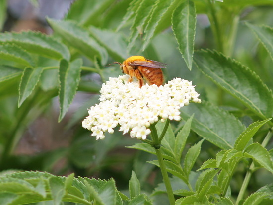 Abeja carpintera
