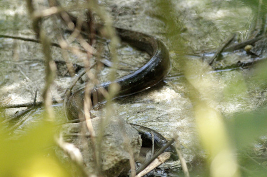 Marbled swamp eel