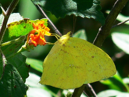 Tailed sulphur