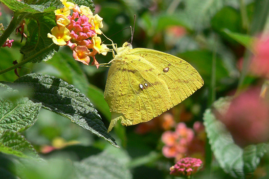 Tailed sulphur