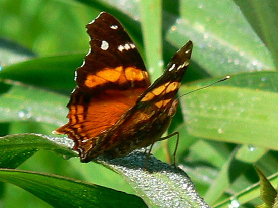 Bella mapwing