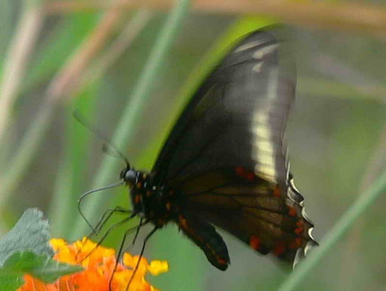 Polydamas swallowtail
