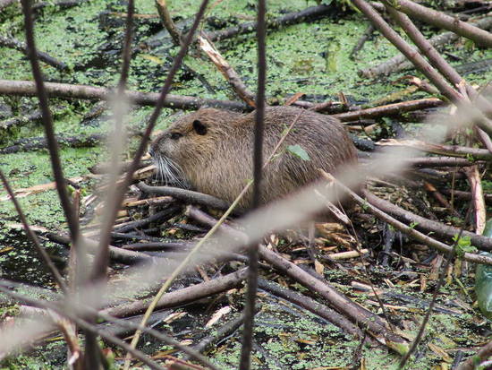 Coypu