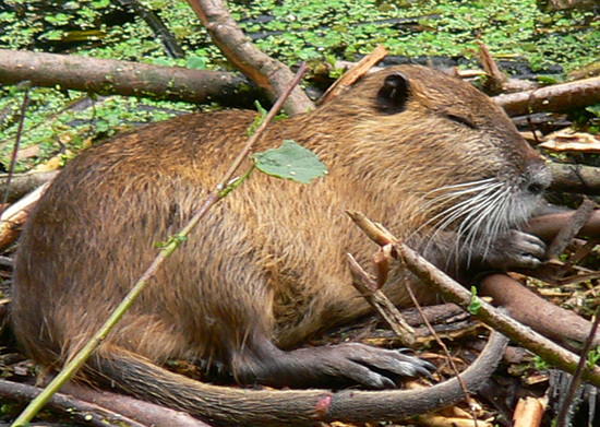 Coypu
