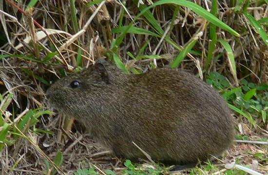 Pampas cavy