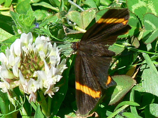 Lyssipoides metalmark