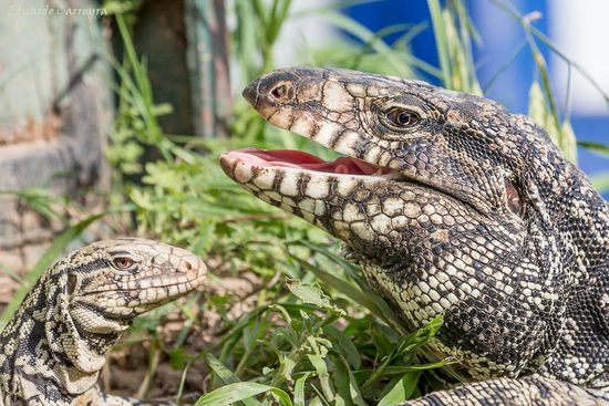 Black-and-white tegu lizard