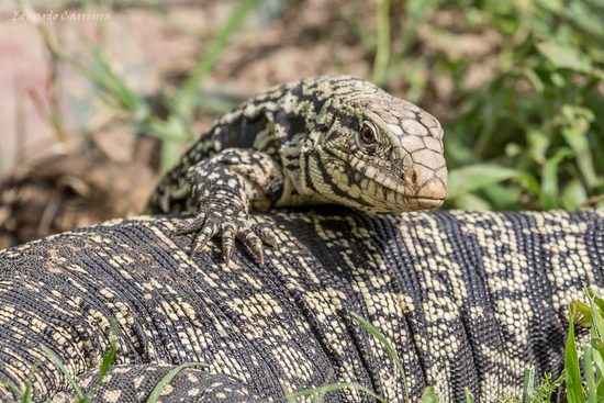 Black-and-white tegu lizard
