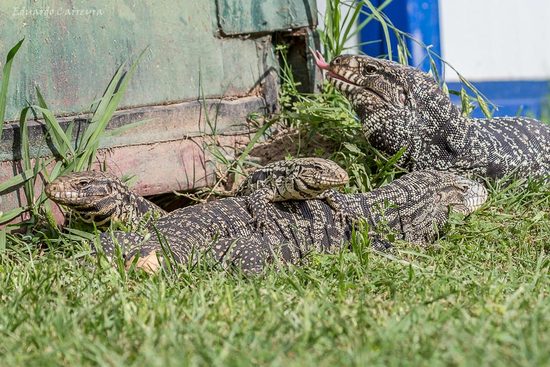 Black-and-white tegu lizard